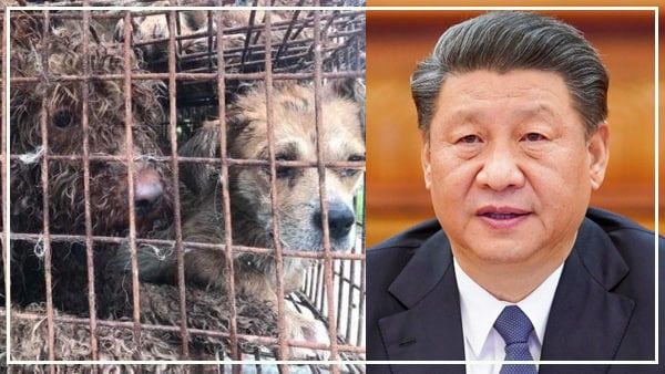 चीन का क्रूर चेहरा देखिए, डॉग मीट फेस्टिवल में कुत्तों से क्रूरता की हर सीमा कर डाली पार