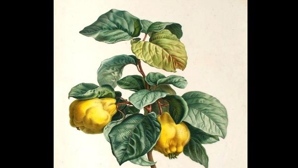 सभी नारियल नहीं होते श्रीफल, एकाक्षी नारियल को ही कहा जाता है 'श्रीफल'