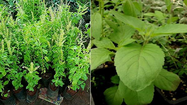 Environment day 2021: कोरोना वॉरियर सूरत में ​लगाएंगे तुलसी के 2 लाख पौधे, नीम भी बोएंगे