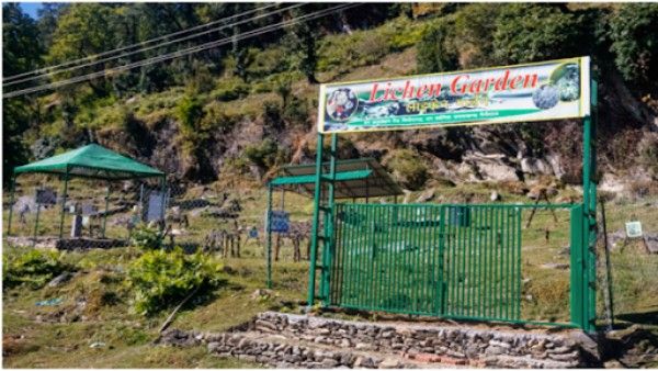 विश्व प्रसिद्ध हुआ मुनस्यारी में बना देश का पहला लाइकेन गार्डन, अंतरराष्ट्रीय शोध पत्र में मिली जगह