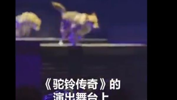 Watch: चीन में स्टेज पर भेड़ियों का डेंजरस परफॉर्मेंस, दर्शकों से भरा था ऑडिटोरियम