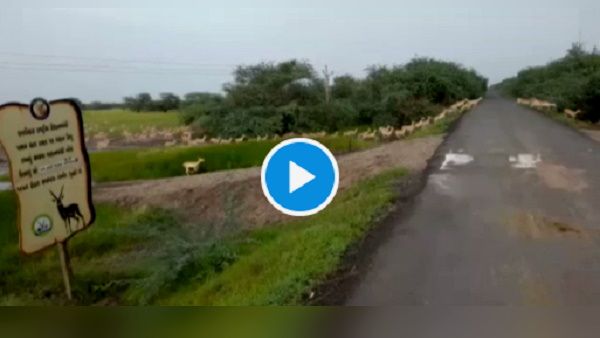 VIDEO: गुजरात में एक साथ सड़क पार करते दिखे 3 हजार से ज्यादा हिरण, मोदी ने कहा- अद्भुत दृश्य