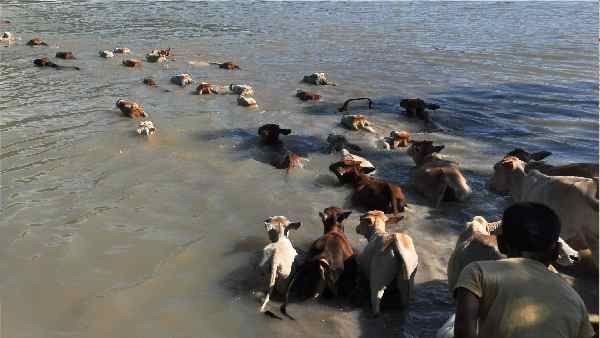 Cow Bill: असम का नया मवेशी विधेयक क्या है ? इसके बारे में पूरी बात जानिए