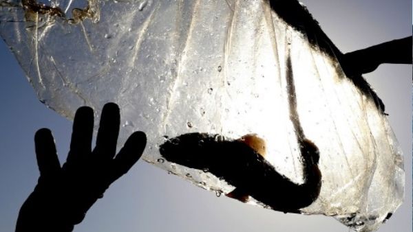 आसमान से बरसी आग: 100 करोड़ समुद्री जीवों की जान ले सकती है ये भीषण गर्मी
