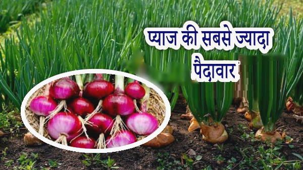 गुजरात में यहां 6 हजार हेक्टेयर भूमि पर होती है प्याज की खेती, रेलों से बिकने जाती है नेपाल-बांग्लादेश तक