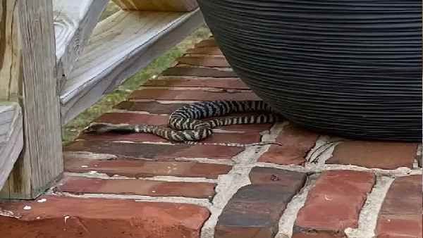 Zebra Cobra:दूर से ही जहर थूकता है अमेरिका में कोहराम मचाने वाला ये सांप, जानिए कितना खतरनाक है