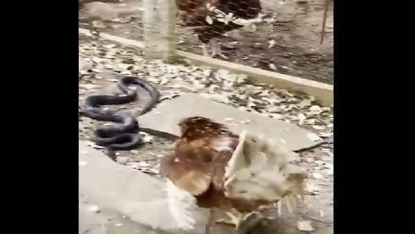 Viral Video:अंडे-चूजे खाने के लिए पिंजरे में घुस आया था काला सांप, मुर्गी ने उसके साथ क्या किया, देखिए