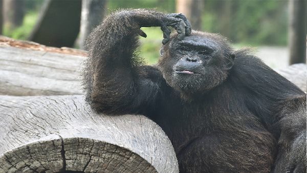 'मैं उसको अपना लाइफ पार्टनर मानती हूं..' चिम्पैंजी से 'अफेयर' पर लड़की का दावा, ZOO ने उठाया बड़ा कदम