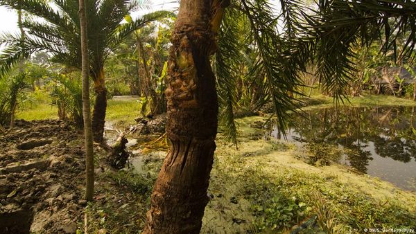 पर्यावरण का तेल न निकाल दे भारत का नेशनल पाम ऑयल मिशन