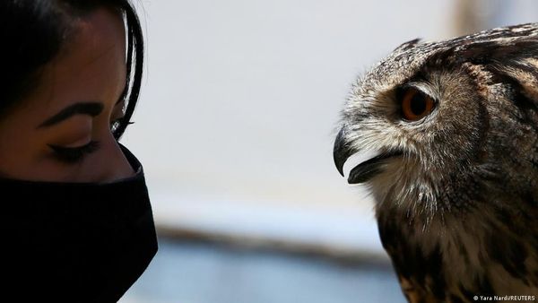 कैसे-कैसे जहर का शिकार बन रहे हैं शिकारी पक्षी