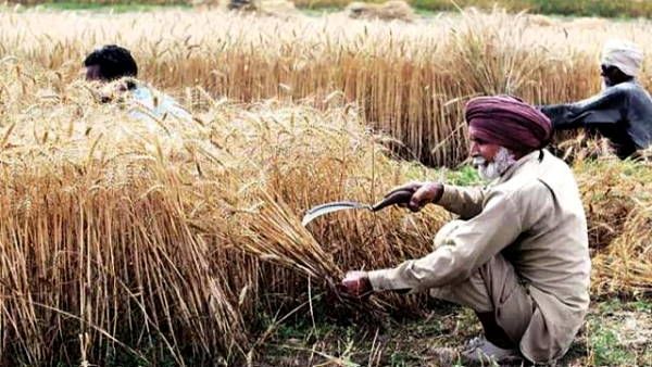 हरियाणा: 'मेरी फसल-मेरा ब्यौरा' पोर्टल पर पंजीकरण का आखिरी दिन कल, किसान ऐसे कराएं रजिस्ट्रेशन