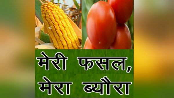 हरियाणा सरकार का मेरी फसल-मेरा ब्यौरा पोर्टल: किसानों को अब हर खेत की जानकारी देना जरूरी