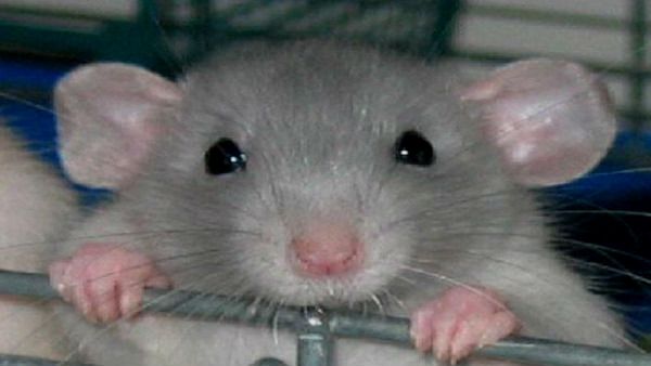 ट्रेन में चूहों ने कुतरा यात्री का सूटकेस, रेलवे पर लगा पांच हजार का जुर्माना, जानिए क्या है तरीका?