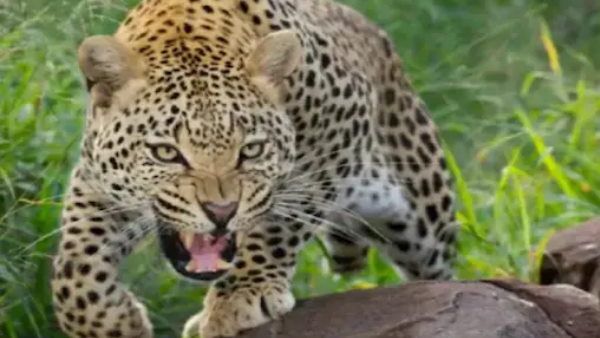 पोते को बचाने के लिए आदमखोर तेंदुए से भिड़ गए दादा-दादी, मौत के मुंह से छीन लाए जिंदगी