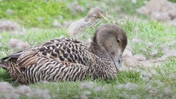 सोने से भी महंगे हैं इस अद्भुत पक्षी के पंख, हासिल करने के लिए जान पर खेल जाते हैं लोग, बदल जाती है किस्मत