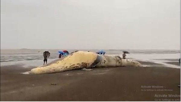 महाराष्ट्र: वसई बीच पर बहकर आया 40 फीट लंबी, 30 हजार किलो वजनी व्हेल का शव, सेल्फी लेने वालों का लगा तांता