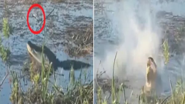 VIDEO:ड्रोन ले रहा था मगरमच्छ की तस्वीरें, गुस्साई एलीगेटर ने पलक झपकते चबा डाला Drone