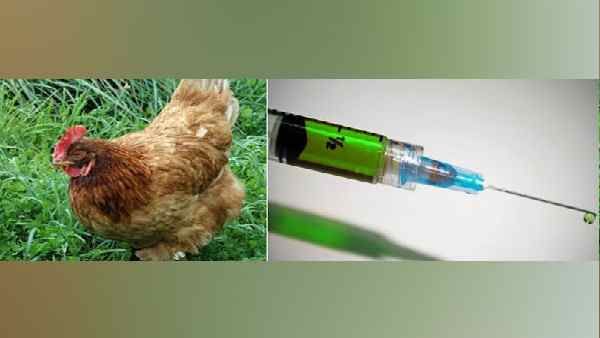 Chicken parenting: चीन में माता-पिता बच्चों को क्यों दे रहे हैं मुर्गे के खून का इंजेक्शन ? जानिए