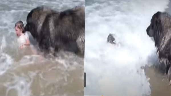 VIDEO: समुद्र में डूब रही थी बच्ची, तभी कुत्ते ने किया कुछ ऐसा कि बचा ली जान
