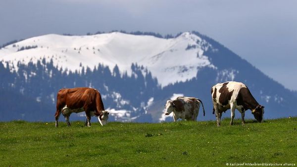 ग्रीनहाउस उत्सर्जन को रोकने के लिए गायों की पॉटी ट्रेनिंग