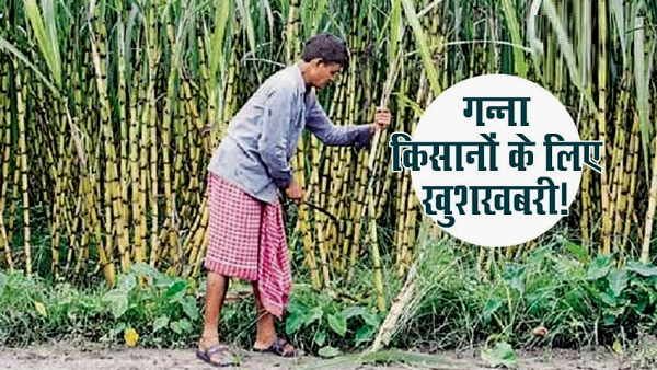 पंजाब: CM भगवंत मान ने किया ऐलान- गन्ने के रेट बढ़े, जानिए अब कितने रुपए क्विंटल बिकेगा