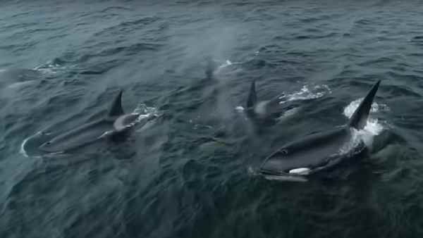 जानिए तीन किलर व्हेल के गर्भवती होने पर क्यों खुश हैं वैज्ञानिक