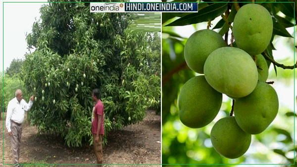 वडोदरा के किसान करते हैं बारहमासी आम की खेती, बगीचों में पेड़ों पर ऐसे लदी हुई है फलों की नई किस्म