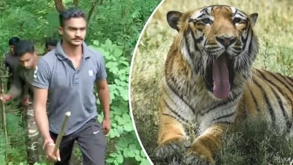 15 लोगों को मारने वाले बाघ की तलाश में जुटी टीम, रोज चल रही 40 KM पैदल, लगाए 150 कैमरे, फिर भी हाथ खाली