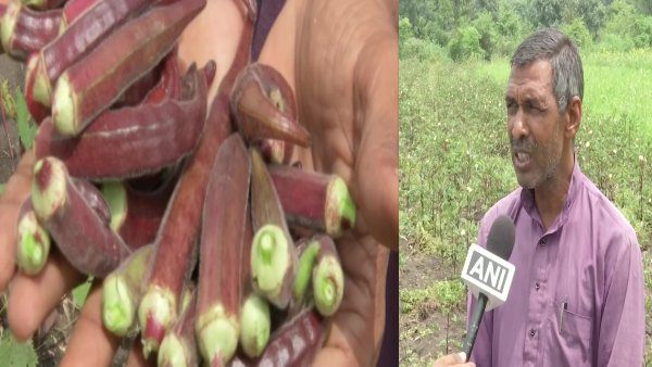 लाल भिंडी उगाकर मिश्री लाल की हो रही 'चांदी', 300 से 400 रुपए किलो भाव