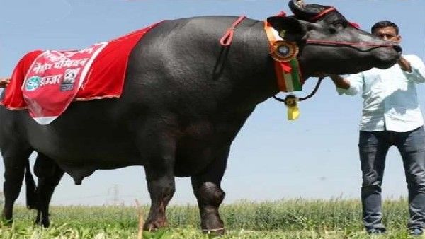 21 करोड़ के 'सुल्तान' की हार्ट अटैक से मौत, हर साल कमाकर देता था करोड़ों रुपए