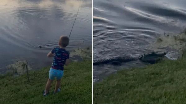 VIDEO: तालाब से मछली पकड़ रहा था बच्चा, अचानक आया मगरमच्छ और चुरा ले गया फिश