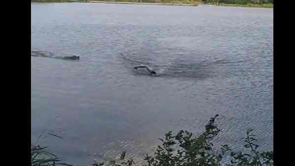 VIDEO: झील में अकेले तैराकी कर रहे शख्स पर झपट पड़ा मगरमच्छ, उसने कैसे बचाई जान, देखिए