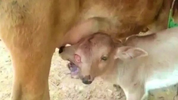 नवरात्रि में जन्मा 2 सिर और 3 आंख वाला बछड़ा, VIDEO वायरल होते लगा लोगों का हुजूम