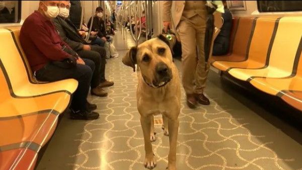 Video: घुमक्कड़ कुत्ता बना सोशल मीडिया स्टार, मेट्रो-बस के सभी नियमों का करता है पालन