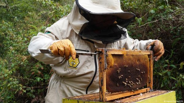 अनुकूल मौसम की तलाश में कश्मीरी मधुमक्खी पालकों की यात्रा