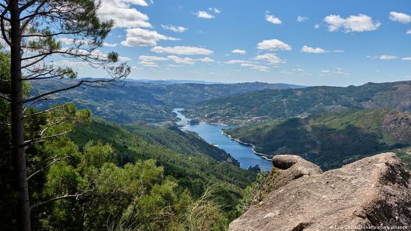 पैसिव रिवाइल्डिंग से विलुप्त हो रहे जीवों को बचाने का तरीका