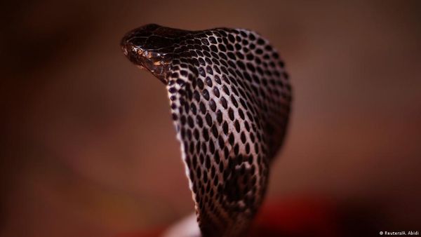 फिर सांप से कटवाकर हत्याः 37.5 करोड़ के लिए अपनी ही मौत का स्वांग