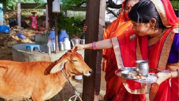  Govatsa Dwadashi 2021: जानिए कब है गोवत्स द्वादशी, पूजा की विधि और महत्व