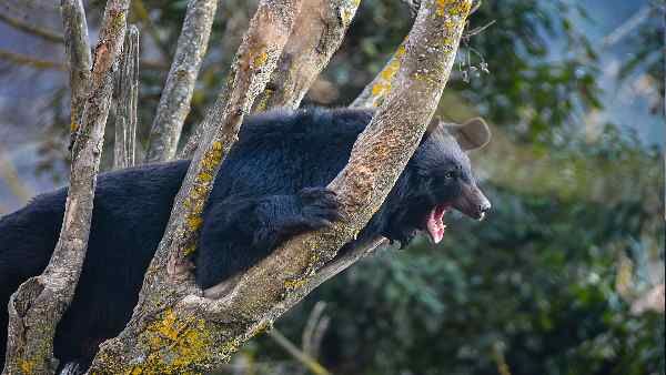 सिक्किम के राजभवन में घुसकर चिकन खा रहा था भालू, स्टाफ की नजर पड़ी और कोहराम मच गया
