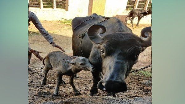 देश में पहली बार IVF तकनीक से बछड़े का जन्म, गुजरात में हुआ ये कमाल