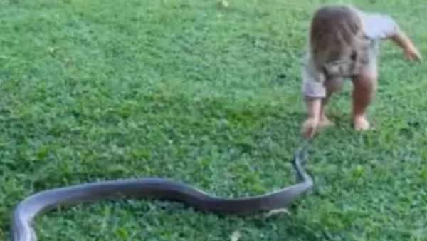 पिता के कहने पर 2 साल के बच्‍चे ने पकड़ ली जहरीले सांप की पूंछ, घसीटने लगा और.. देखें वायरल वीडियो