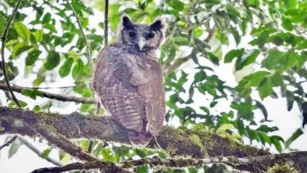 दिवाली के पहले 150 साल में पहली बार दिखा ये दुर्लभ विशालकाय उल्‍लू, लोग देख कर हो गए हैरान