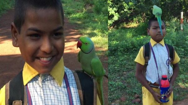 तोते की स्कूल के बच्चों से अनोखी दोस्ती, पढ़ाई, खेल-कूद और लंच, सब करता है साथ