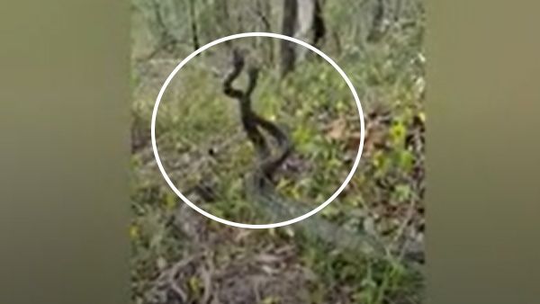 VIDEO: जंगल में हो गई दो सांपों के बीच खतरनाक लड़ाई, इंसानों की एंट्री के बाद सुलझा मामला