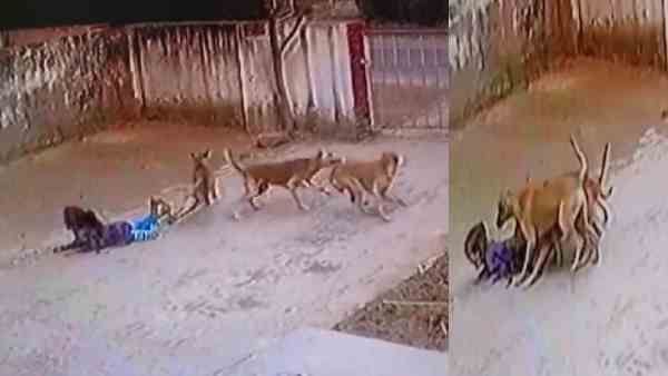 अलीगढ़: आवारा कुत्तों ने मासूम बच्ची पर किया हमला, जमीन पर गिरा कर बुरी तरह नोचा