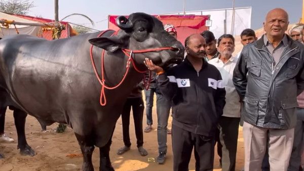 Bheem Bull: 24 करोड़ रुपए का भीमकाय भैंसा, हर महीने खाता है लाखों के काजू-बादाम