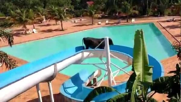 मौत के चंगुल से छूटकर भागी गाय वाटर पार्क पहुंची, फिर स्लाइड का लेने लगी आनंद, Video Viral