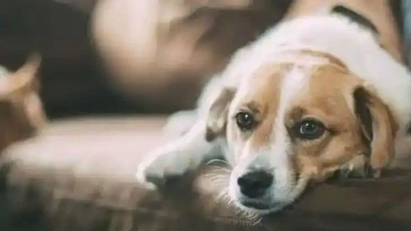 स्टडी में खुलासा- जब घर में कुत्ता हो तो नहीं मचाना चाहिए शोर, जानिए क्यों?