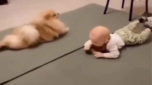 डॉगी ने नन्हें बच्चे को क्यूट अंदाज में पेट के बल चलना सिखाया, देखें दिल को छू लेने वाला VIDEO