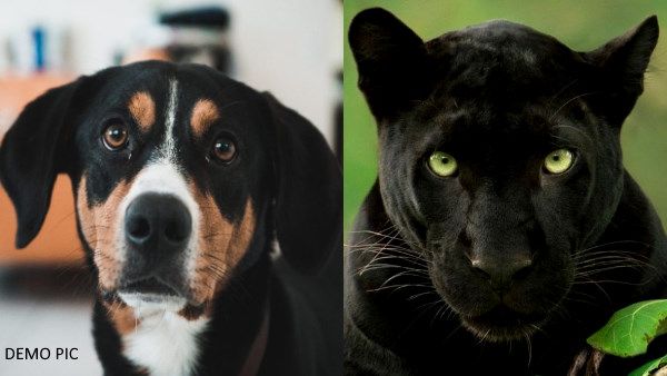 पैंथर पास से गुजरा तो डॉगी को आया हार्ट अटैक, देखें तड़प-तड़पकर दम तोड़ने का वायरल VIDEO